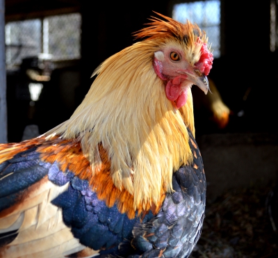Original Chicken: Local farmer keeps traditional breeds alive and